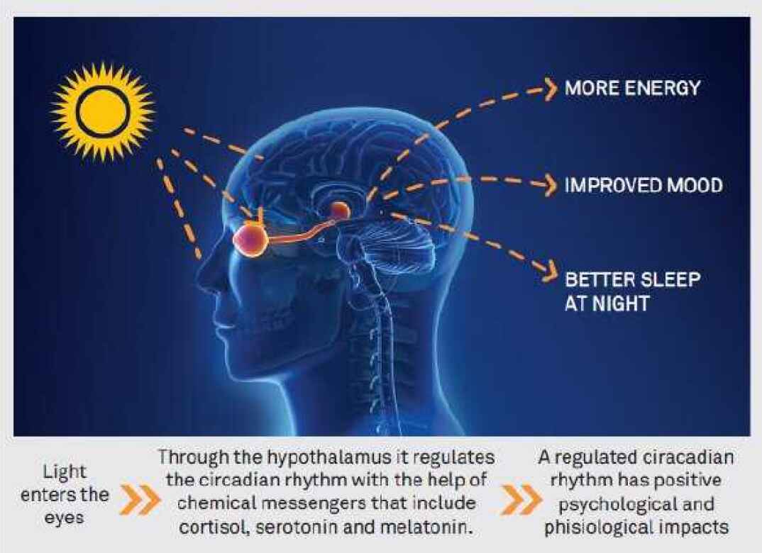 Circadian Rhythm